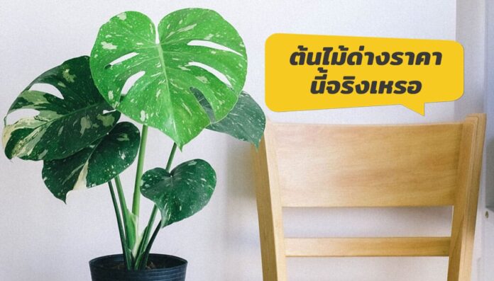ต้นไม้ด่างราคาแพง
