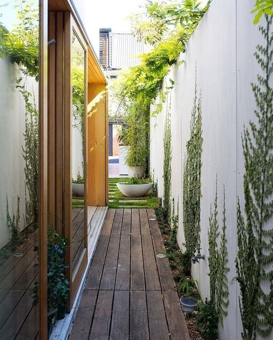 จัดสวนข้างกําแพงบ้าน ไม้เลื้อย